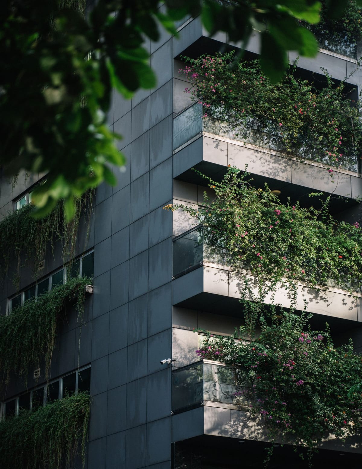 Apartment balconies covered in green plants